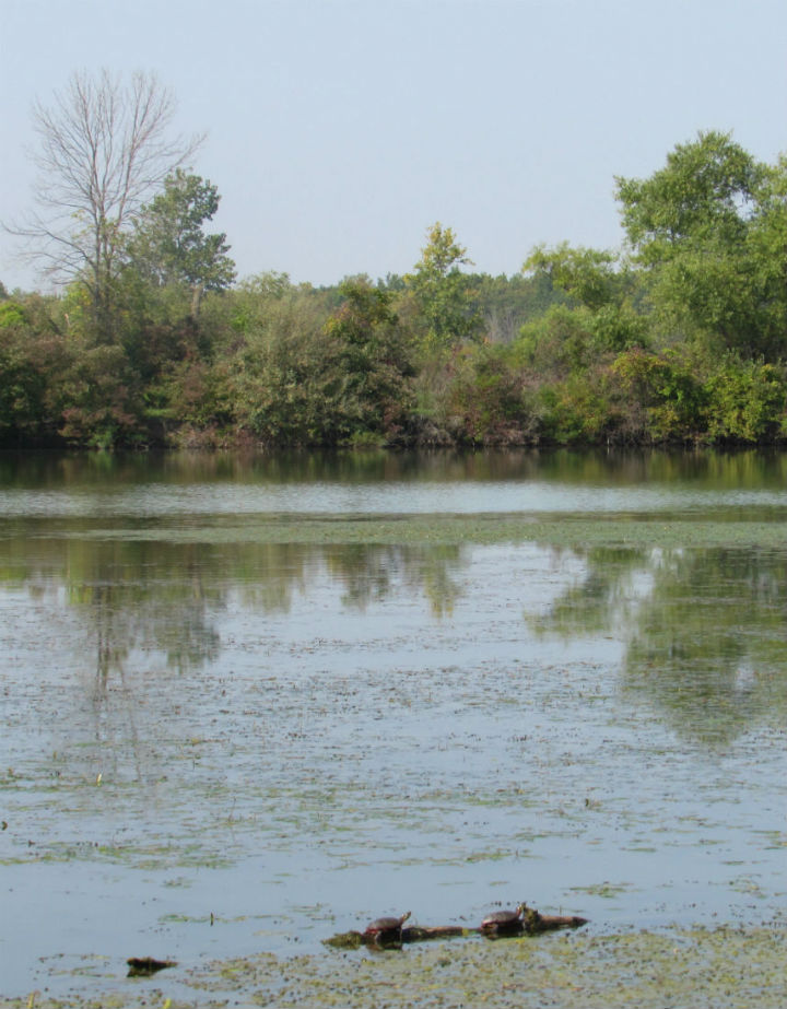 Midland Painted Turtles